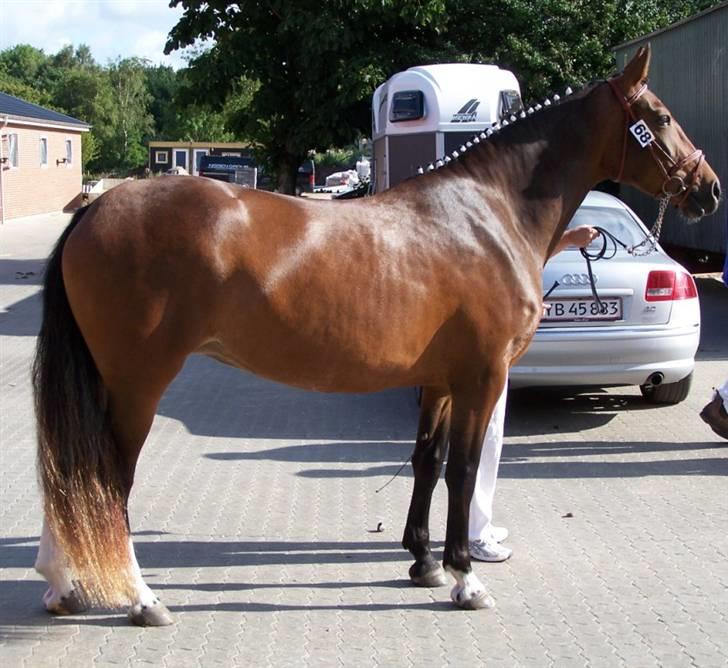 Frederiksborg Burgdorff Celine - Smukke Celine til kåring sommer 2008 billede 1