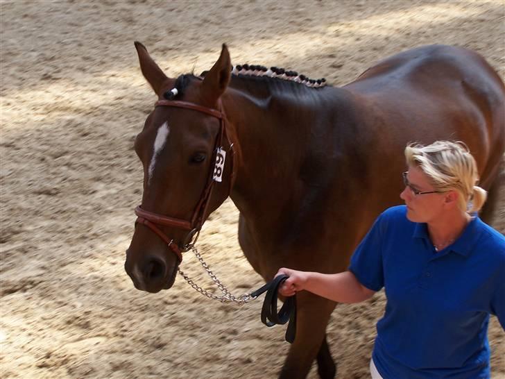 Frederiksborg Burgdorff Celine - Celine til kåring sommeren 2008 billede 2
