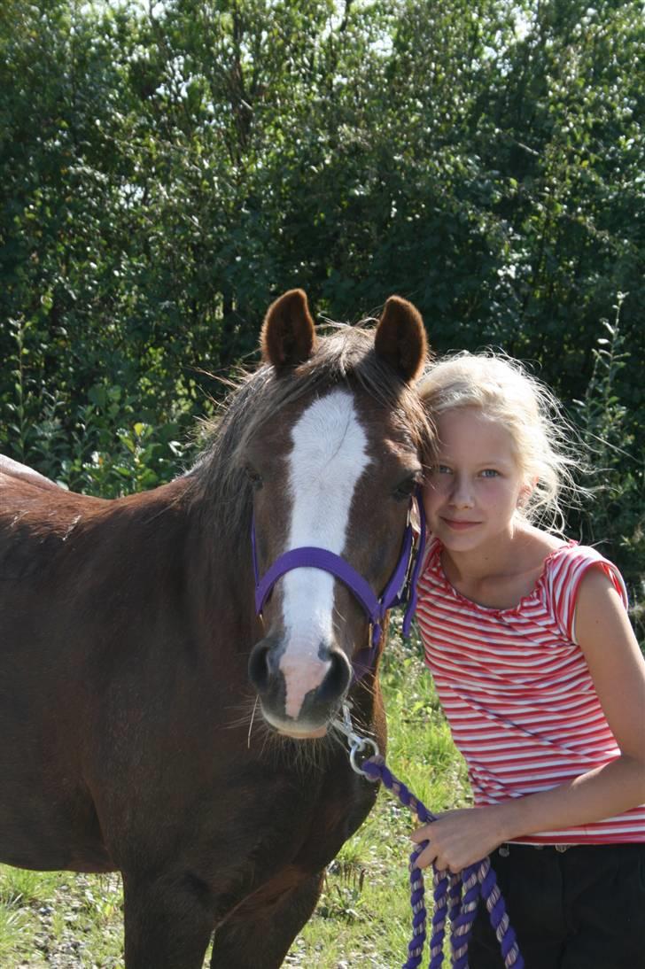 Welsh Pony af Cob-type (sec C) Fanny  (SOLGT) - vi er bedste venner billede 13