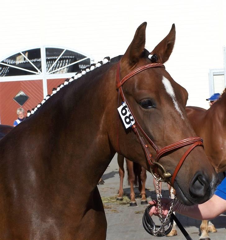 Frederiksborg Burgdorff Celine - Hun er da en "smukkert" billede 3