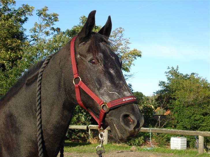 Anden særlig race Monique. Passer ikke mere - Monque med sin nye grimme, er hun ikke fin <3<3<3 billede 12