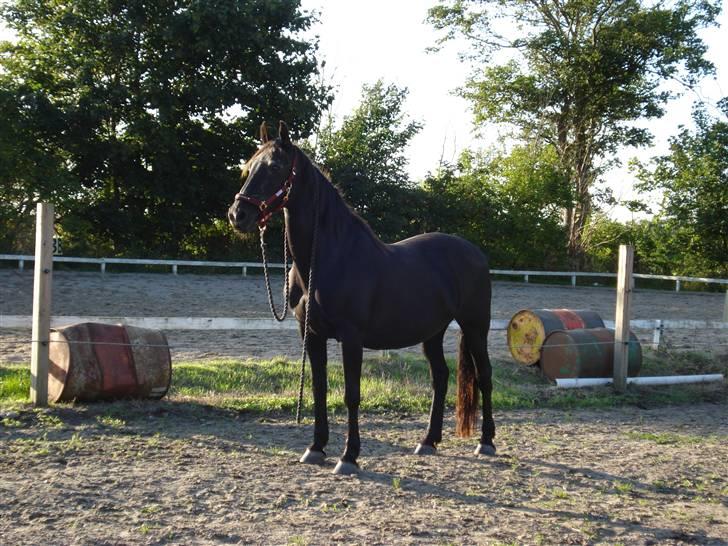 Anden særlig race Monique. Passer ikke mere - Hvad er det der er der over!    Elsker dig <3 billede 13