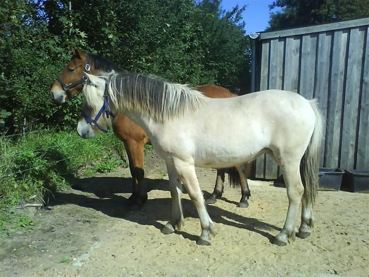 Fjordhest Bellis billede 4