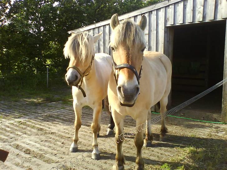 Fjordhest Bellis billede 5