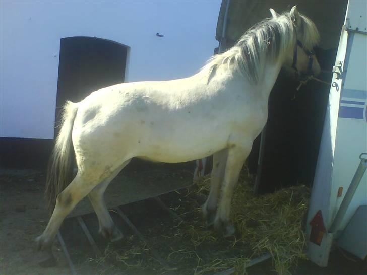 Fjordhest Bellis - da jeg var ude og hente hende :) billede 6