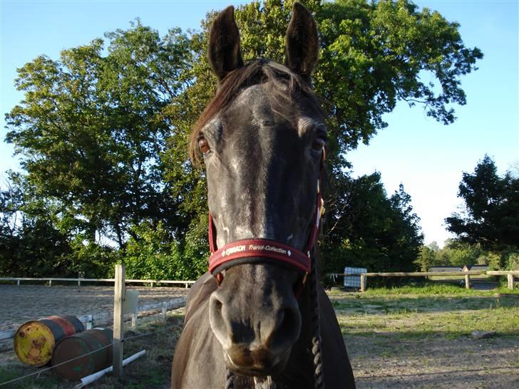 Anden særlig race Monique. Passer ikke mere - "Hej Simone" billede 14
