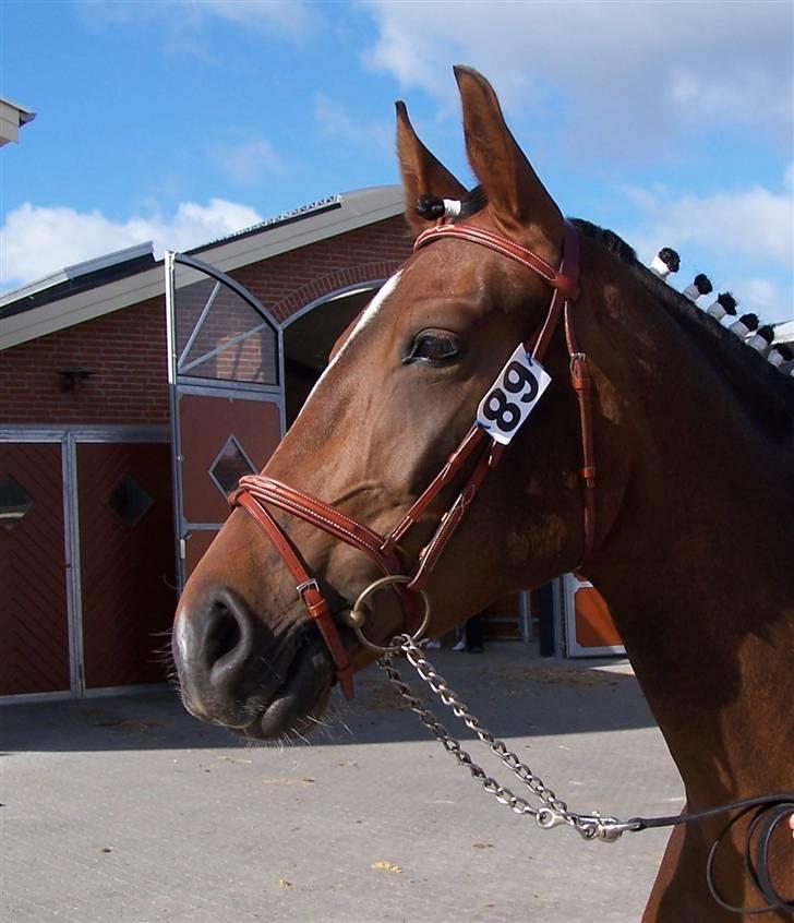 Frederiksborg Burgdorff Celine - Sikke en profil billede 4