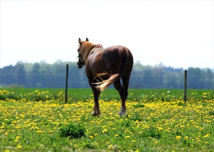 Anden særlig race Sonny  † RIP <3 - 2) Sonny på fold, en dejlig sommerdag! :´) Foto: Mig billede 2