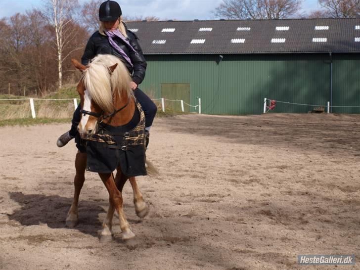 Haflinger Dreams Archi - Wee (;  billede 6