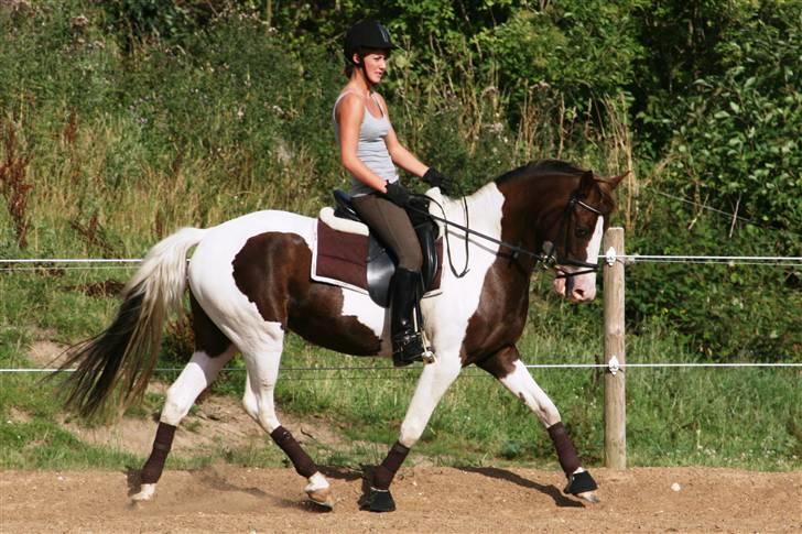 Pinto Cassiopeia Sunrise'solgt' billede 16