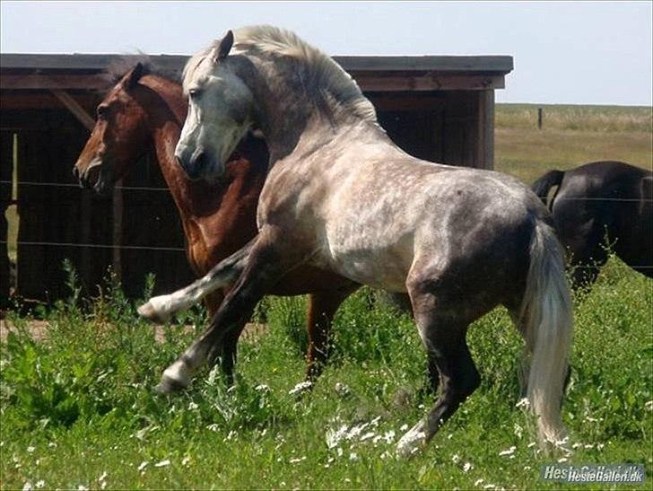 Connemara Teglstrups Samos billede 6