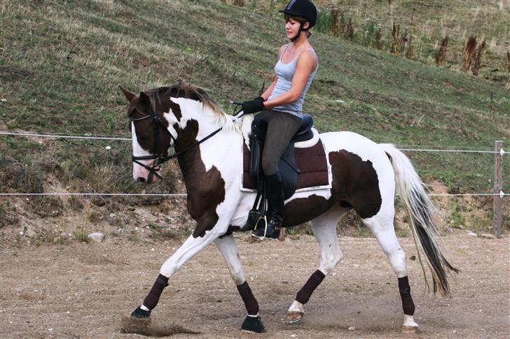 Pinto Cassiopeia Sunrise'solgt' billede 19