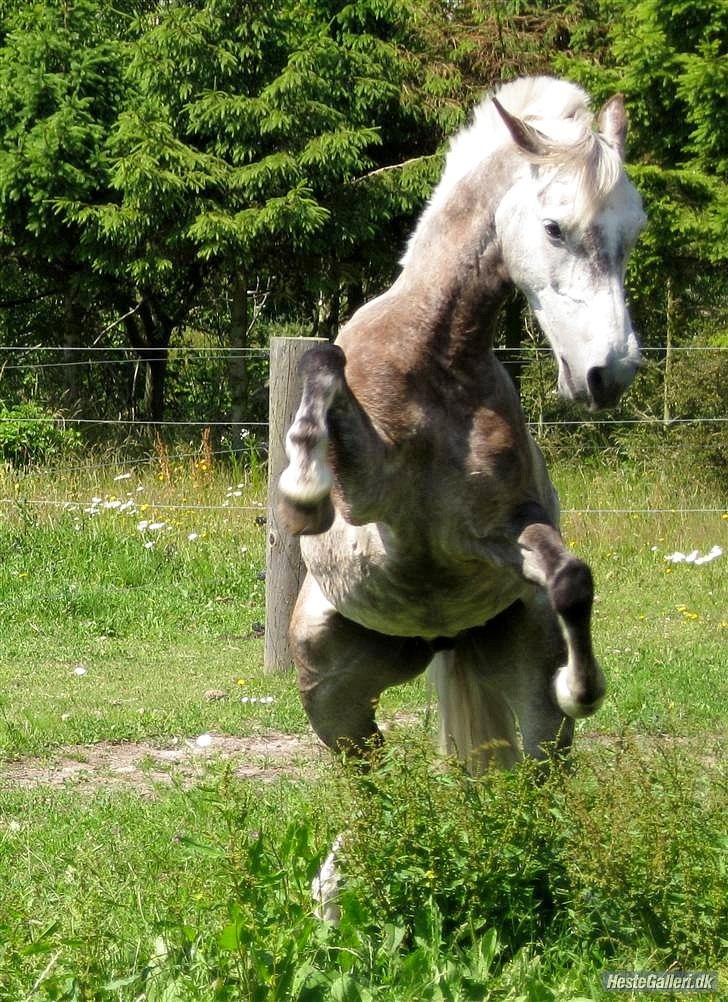 Connemara Teglstrups Samos billede 7