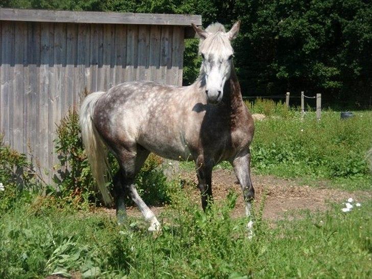 Connemara Teglstrups Samos billede 8