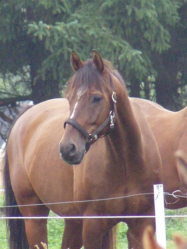 Anden særlig race Calando *RIP* billede 7