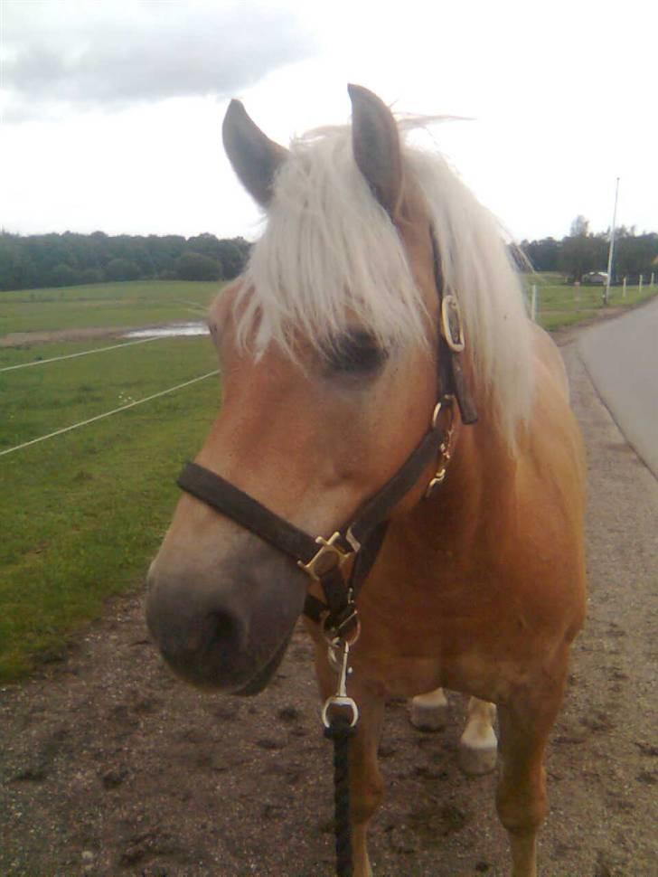 Haflinger Toby. <3 billede 15