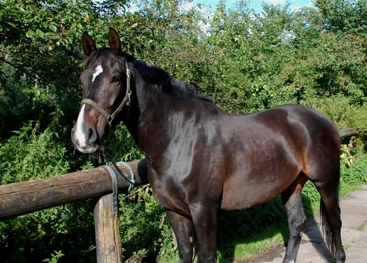 Holstener Cavallier - D.31.08.08. Hvad ser du dog i det fjerne, FLOTTE <3 billede 16