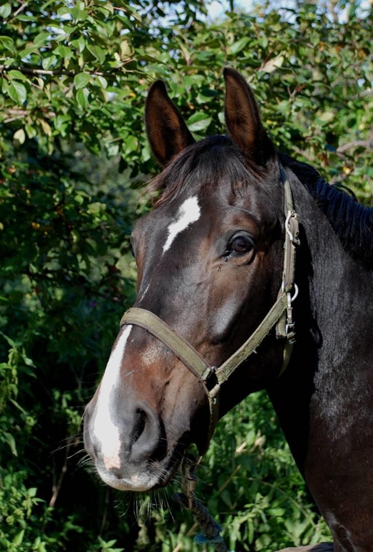 Holstener Cavallier - D.31.08.08. Smukke Calle kamelius.. heh billede 17