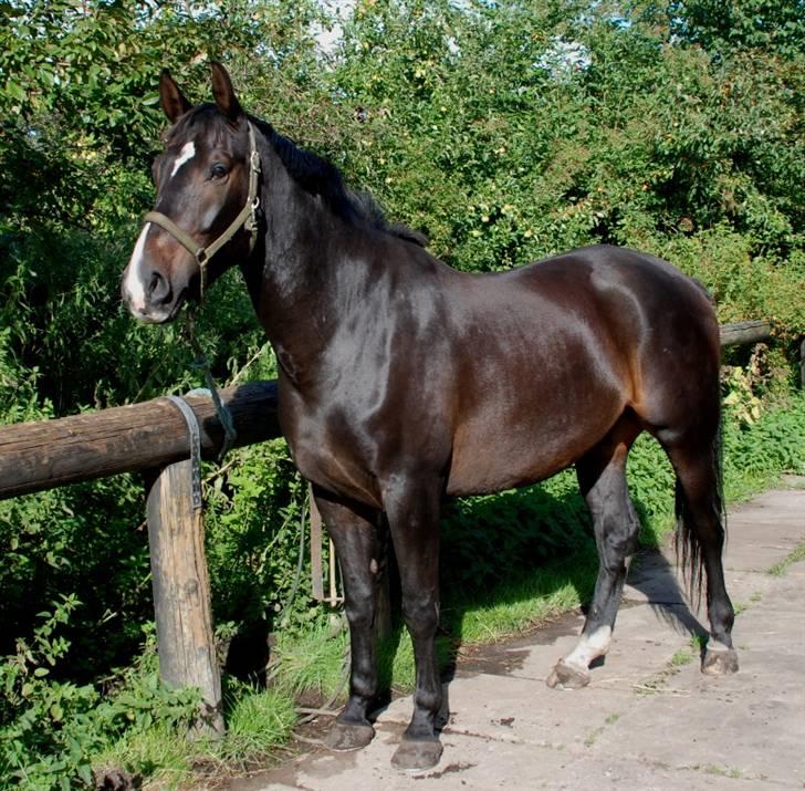 Holstener Cavallier - D.31.08.08. Cavallier er super smuk . billede 18