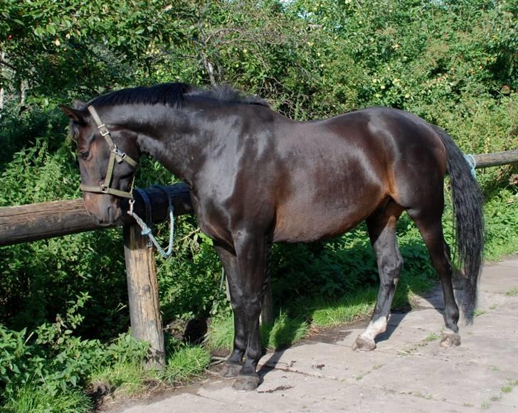 Holstener Cavallier - D.31.08.08.. Calle er SÅ sød altid <3 billede 19