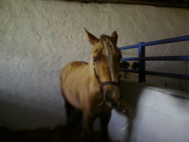 Palomino Chanel - Jeg er mæt og træt. billede 6