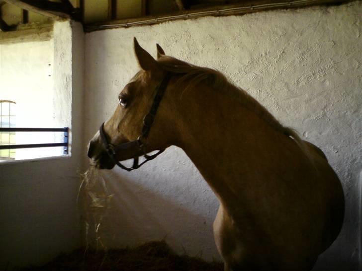 Palomino Chanel - Hov! Hvad sker der ude på marken. billede 7