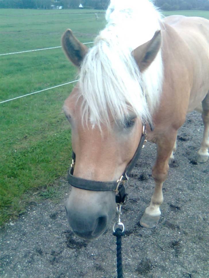 Haflinger Toby. <3 billede 16