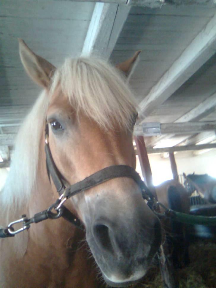 Haflinger Toby. <3 billede 17