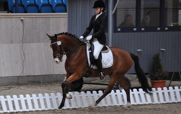 Tysk Sportspony Magic <3333 B-PONY - <3 <3 billede 1
