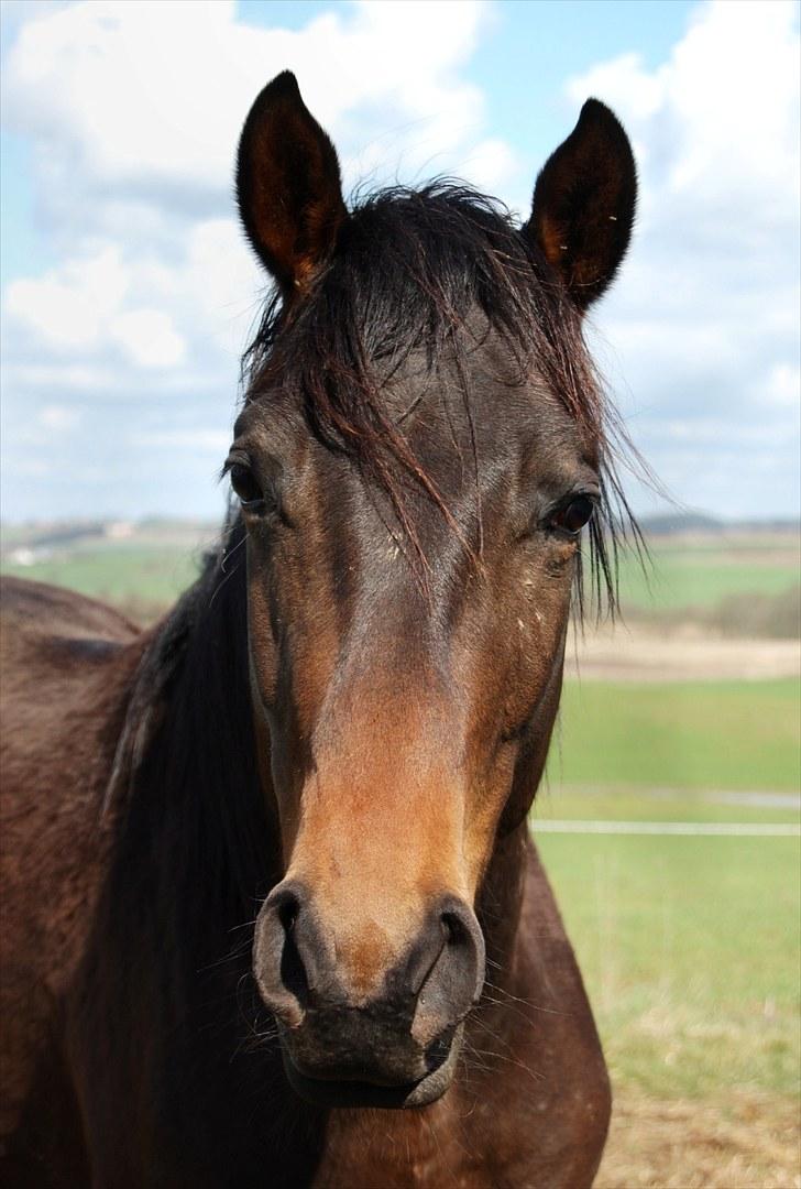 Trakehner Legendo Tremhuse *DØD* - Legendo :) April 2009.. Savnet!  billede 1