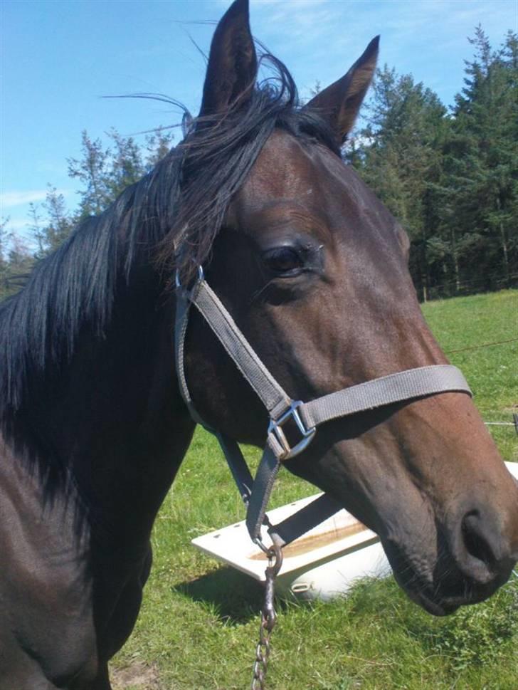 Trakehner Legendo Tremhuse *DØD* - hans søde trakener hoved billede 2