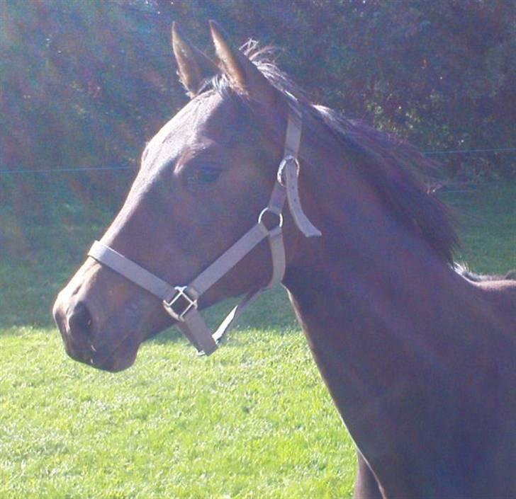 Trakehner Legendo Tremhuse *DØD* - lige i solen billede 3