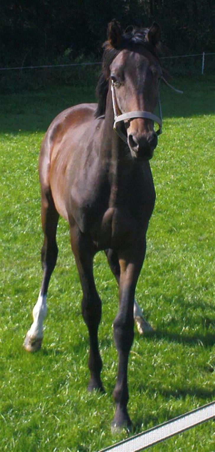 Trakehner Legendo Tremhuse *DØD* - han ser på mens Dancer bliver redet billede 4