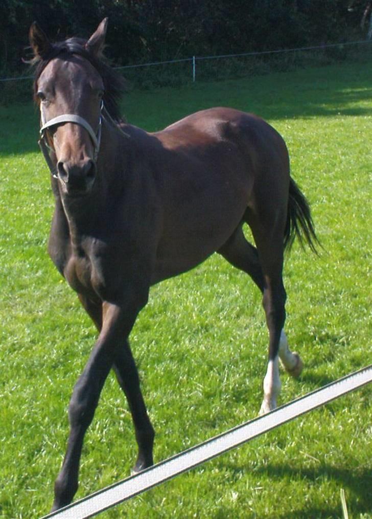 Trakehner Legendo Tremhuse *DØD* billede 5