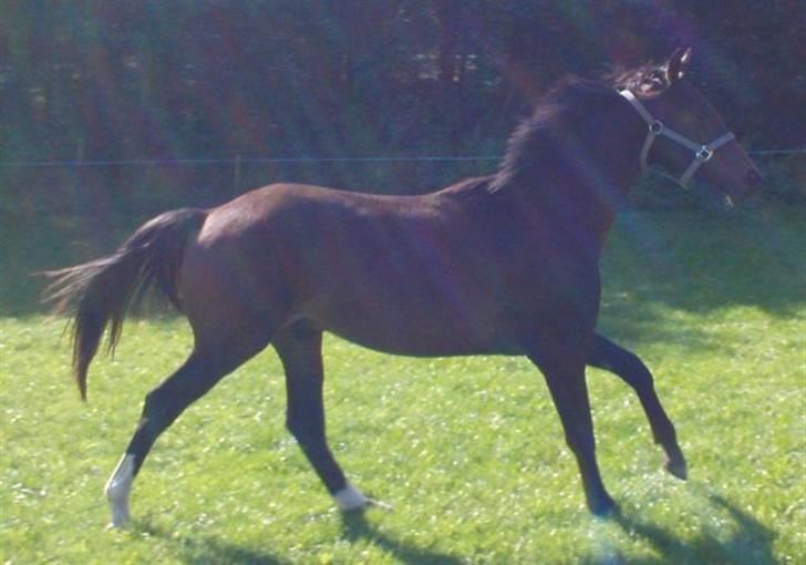 Trakehner Legendo Tremhuse *DØD* - galop billede 6