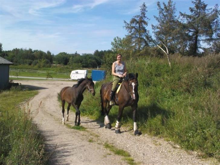 Trakehner Legendo Tremhuse *DØD* - på tur med Ditte og Dancer billede 7