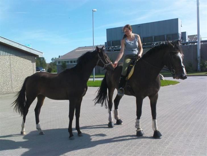 Trakehner Legendo Tremhuse *DØD* - Pitstop på tur ;) billede 8