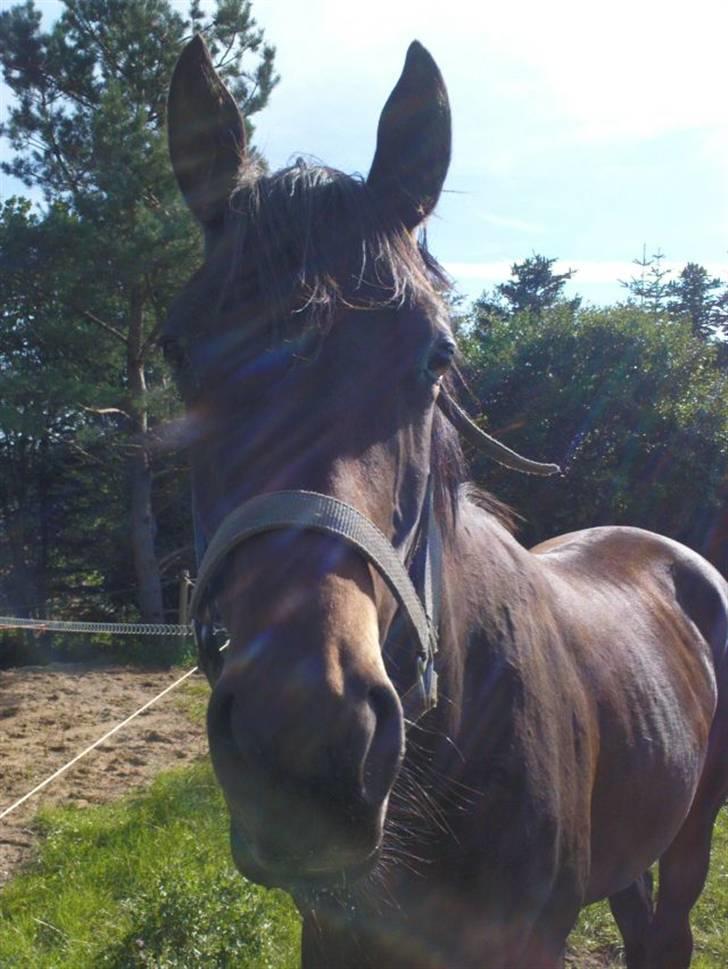 Trakehner Legendo Tremhuse *DØD* - Søde dreng billede 9