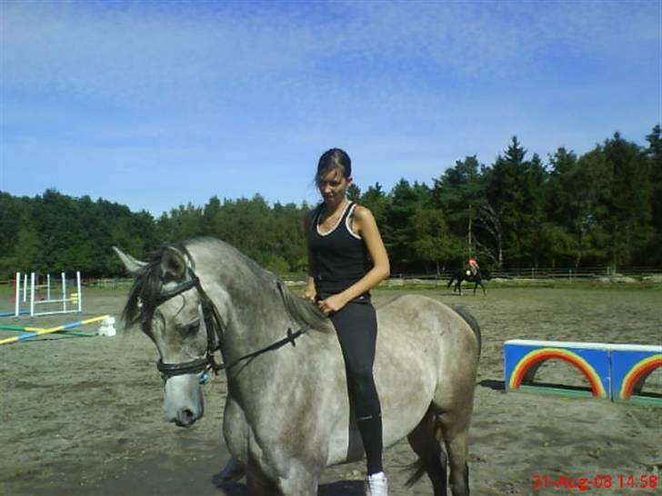 Arabisk fuldblod (OX) El. Yasoon of Tas OX billede 1