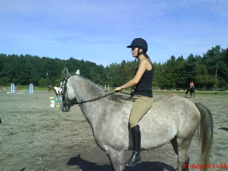 Arabisk fuldblod (OX) El. Yasoon of Tas OX billede 2