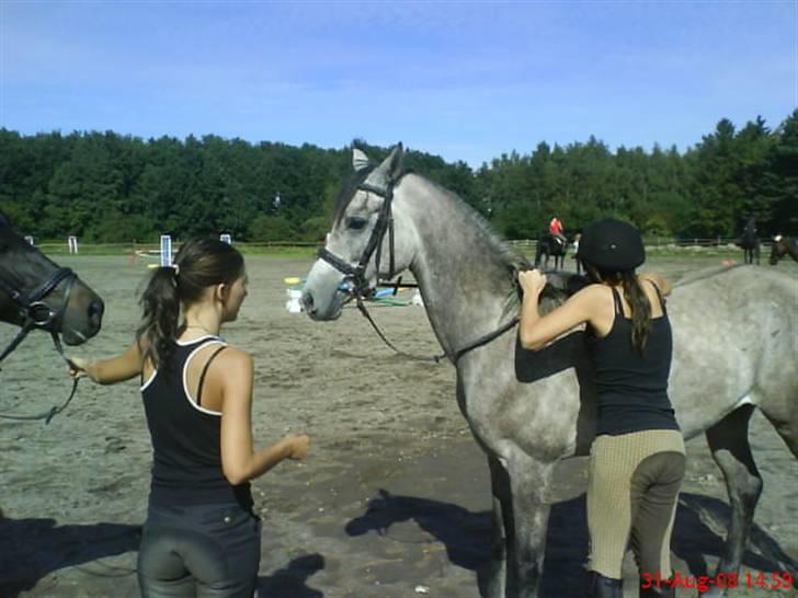 Arabisk fuldblod (OX) El. Yasoon of Tas OX billede 3