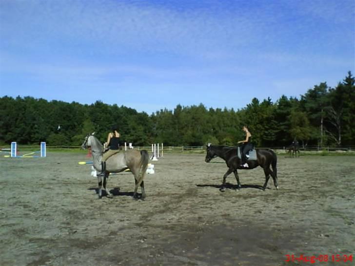 Arabisk fuldblod (OX) El. Yasoon of Tas OX billede 4