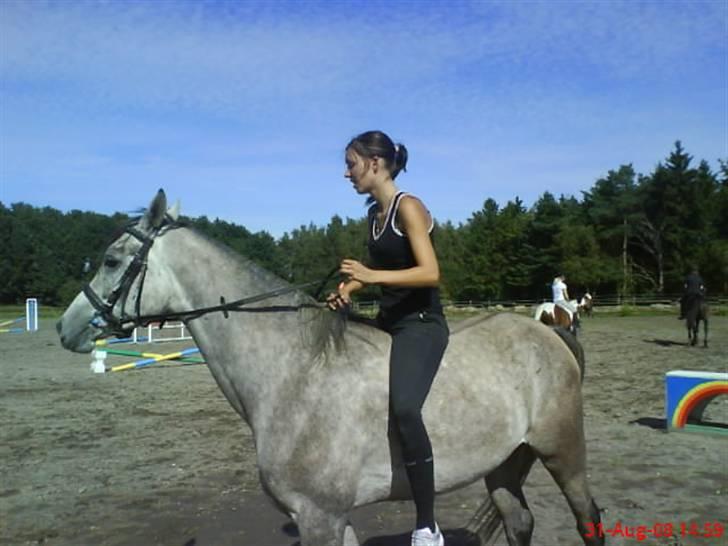 Arabisk fuldblod (OX) El. Yasoon of Tas OX billede 5