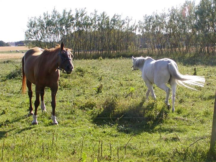 Anden særlig race Cavalir - Nååh. er han ikke sød:)  billede 5