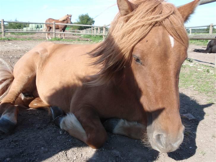 Islænder Laufa f Birkegården SOLGT - 3) billede 3