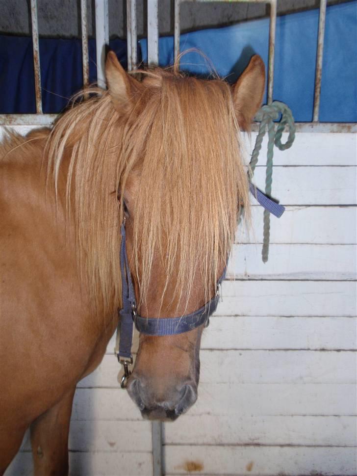Islænder Laufa f Birkegården SOLGT - 4) Laufa billede 4