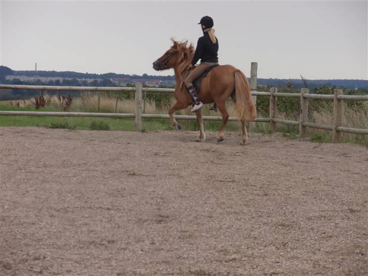 Islænder Laufa f Birkegården SOLGT - 5) tölt. billede 5