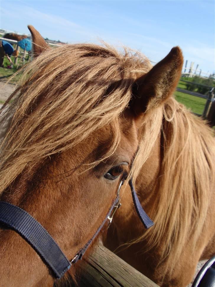 Islænder Laufa f Birkegården SOLGT - 6) smil, laufa (; billede 6