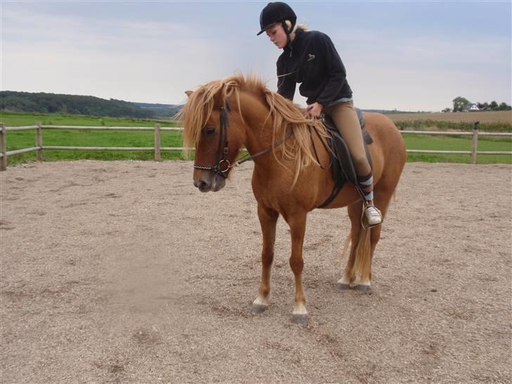 Islænder Laufa f Birkegården SOLGT - 7) dyyyygtig lille hest. billede 7