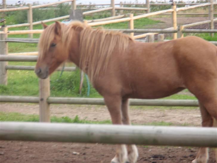 Islænder Laufa f Birkegården SOLGT - 8) billede 8